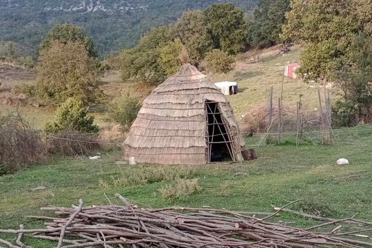 pogoni